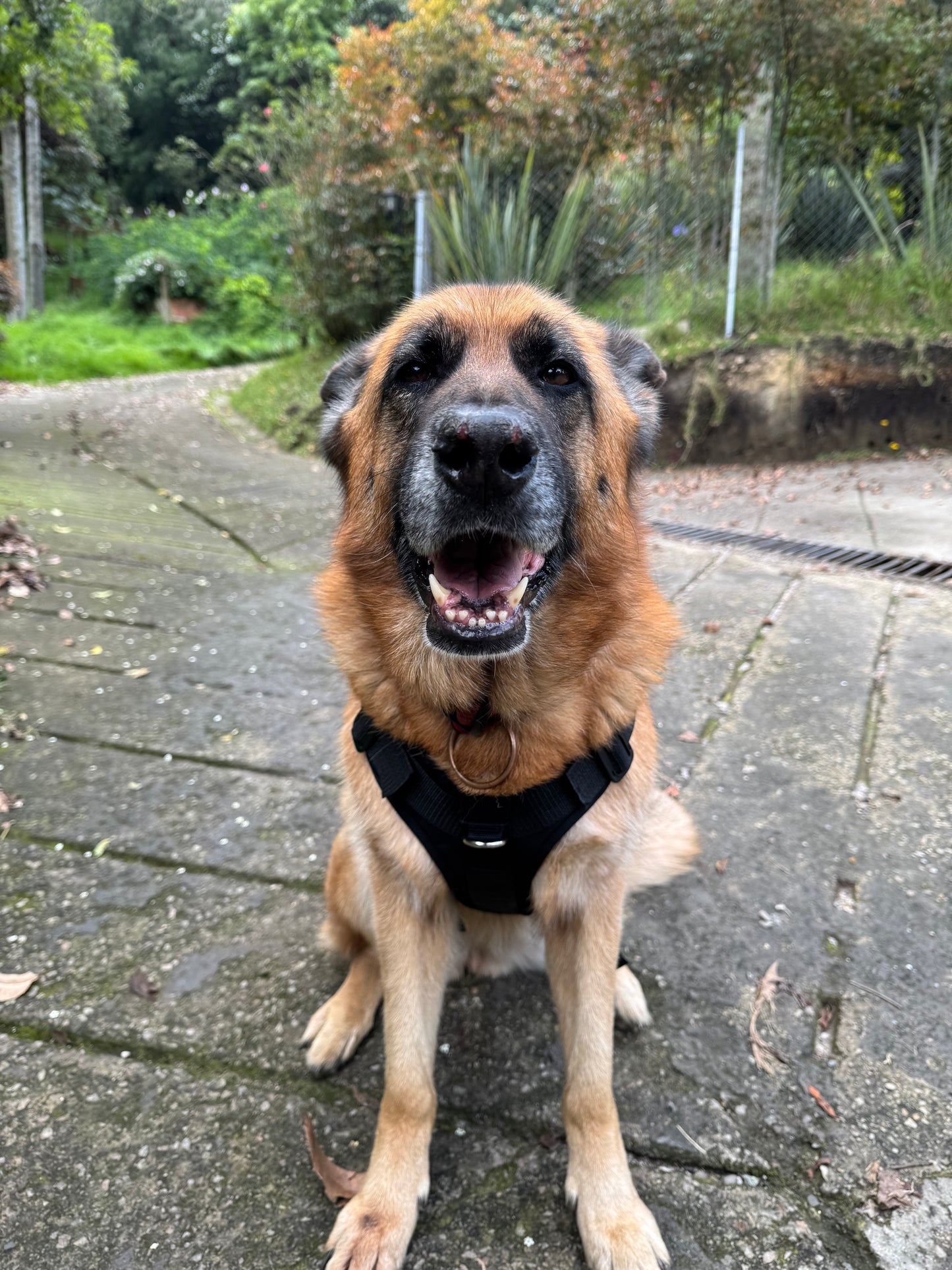 Chaleco Tactico para perros