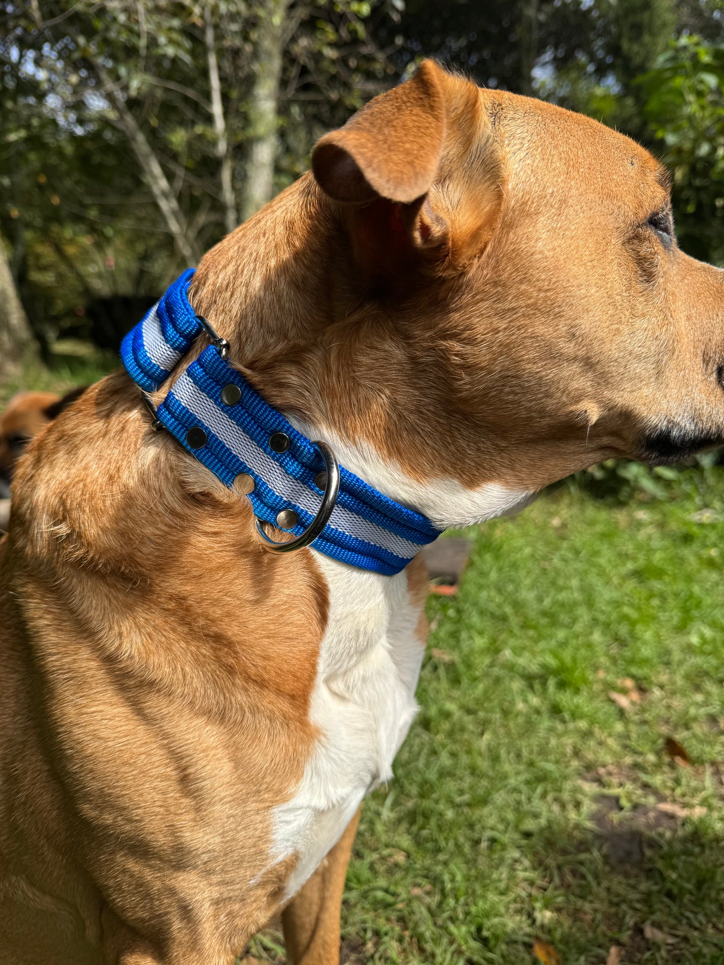 Collares para Perros