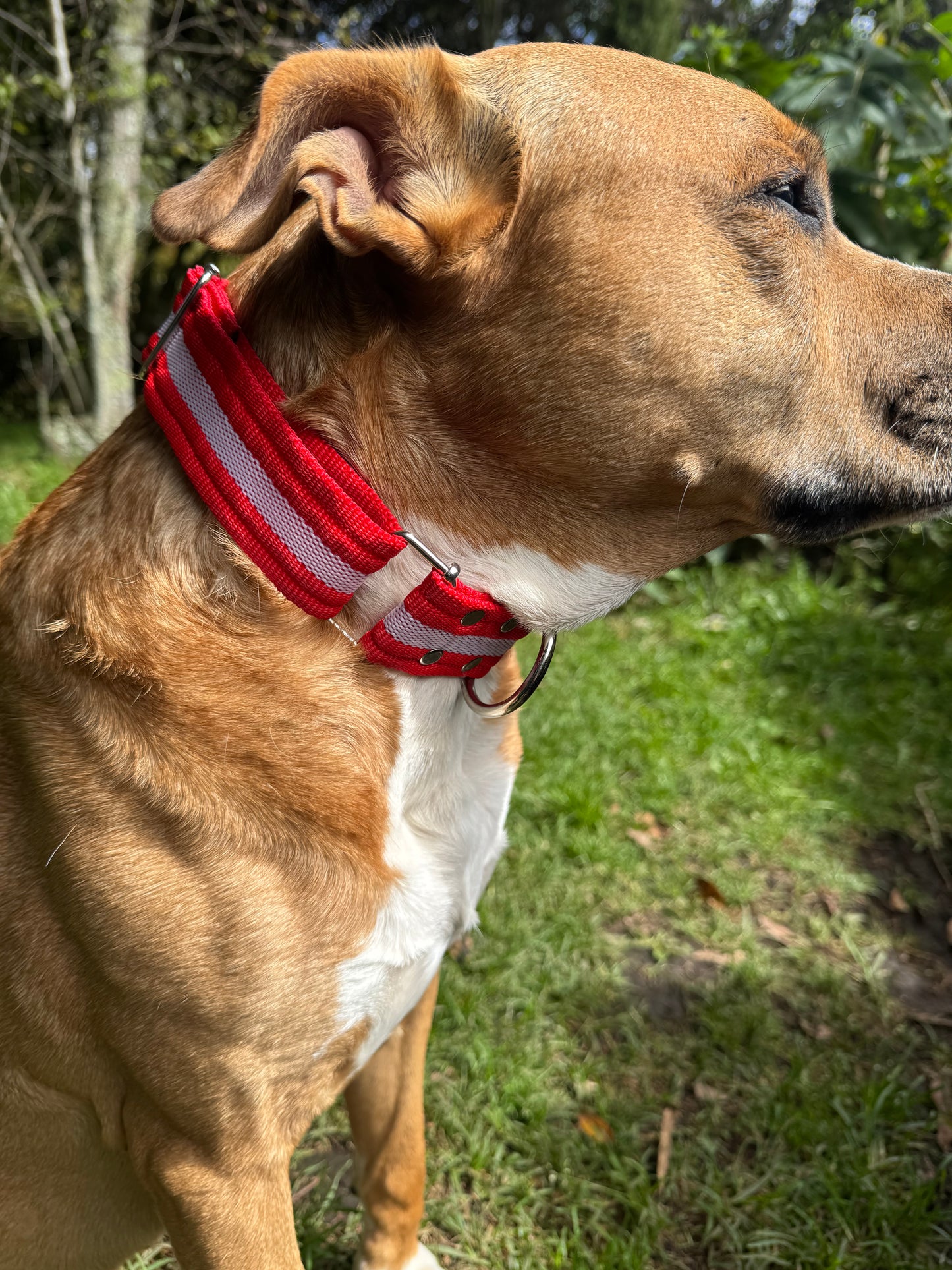 Collares para Perros