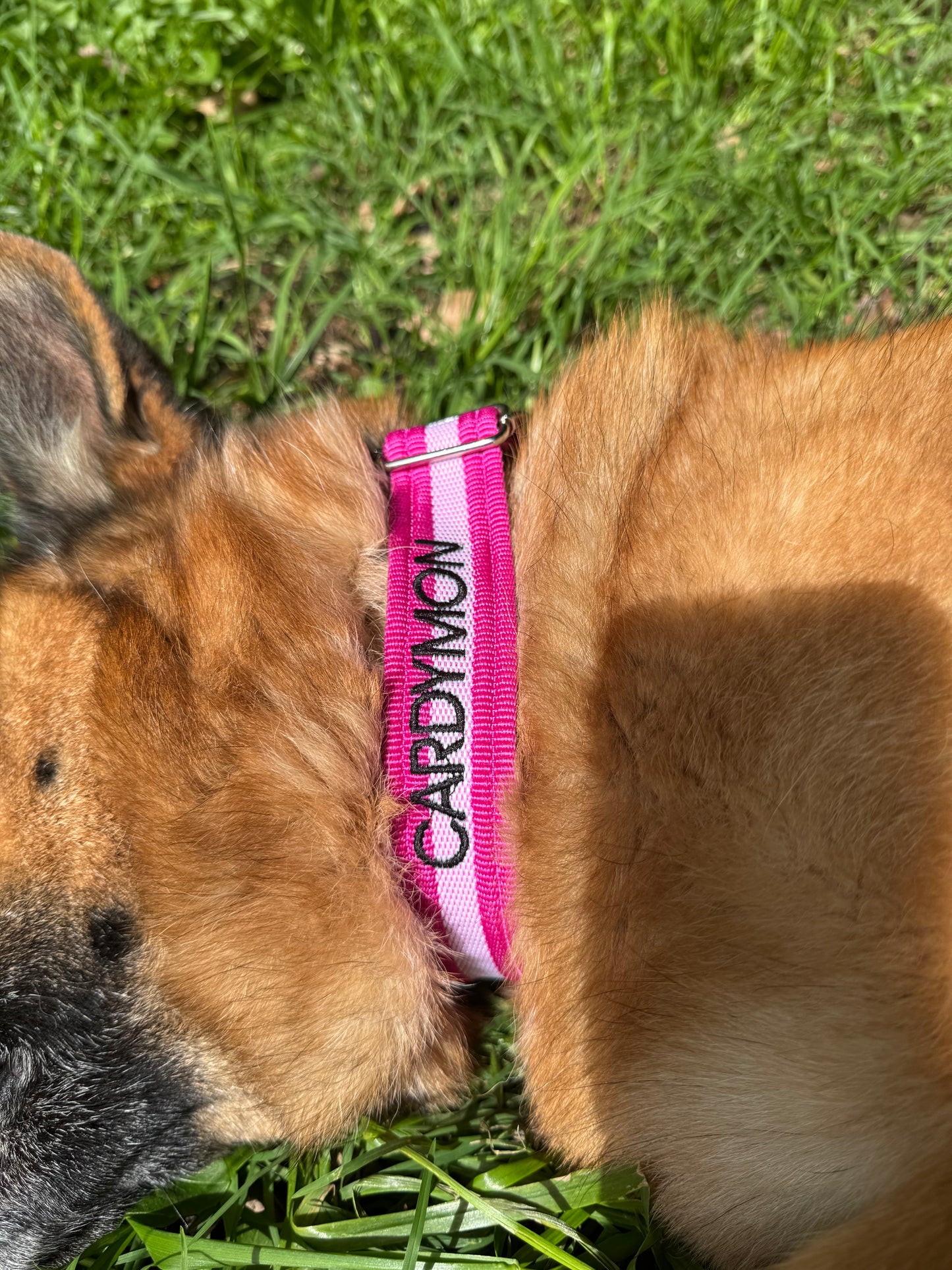 Collares para Perros