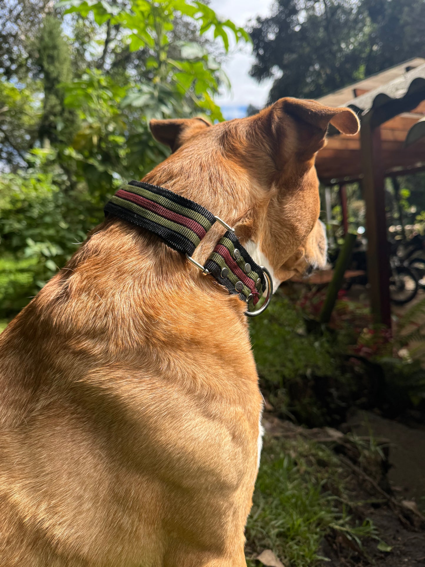Collares para Perros