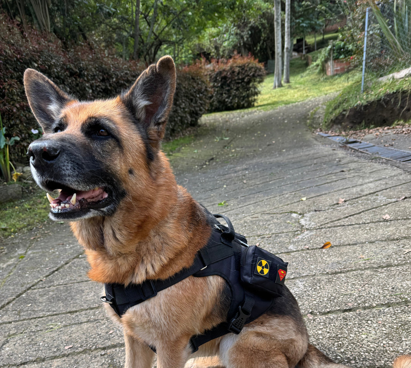 Chaleco_Tactico_para_perros frente