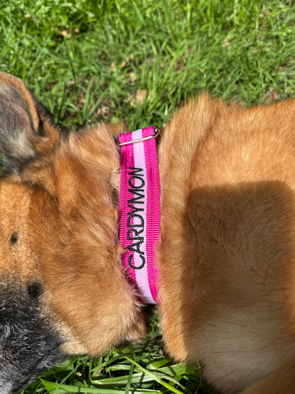 Collares para Perros