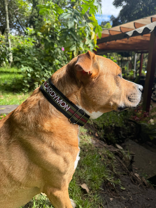 Collares para Perros